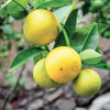 Upload the image to the Gallery viewer,BERGAMOT