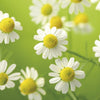 Upload the image to the Gallery viewer,BLUE CHAMOMILE