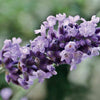 Upload the image to the Gallery viewer,REAL LAVENDER