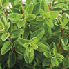 Upload the image to the Gallery viewer,SWEET MARJORAM