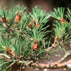 Upload the image to the Gallery viewer,SCOTS PINE